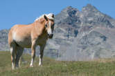 20120807_140853 Cavallo.jpg